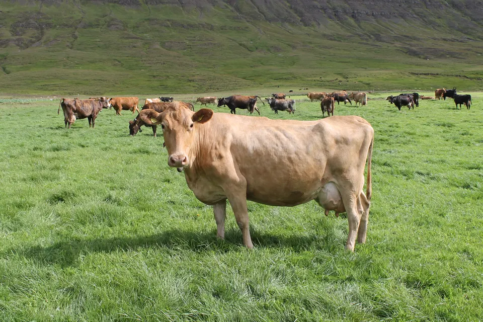 Landsmóti hestamanna frestað