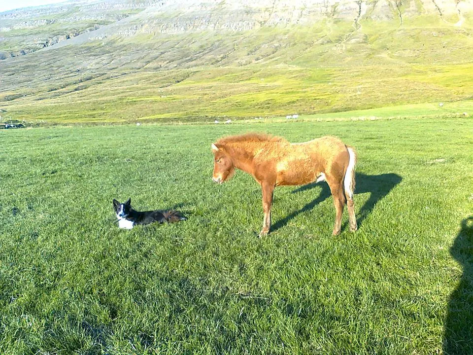 Ný Heimasíða